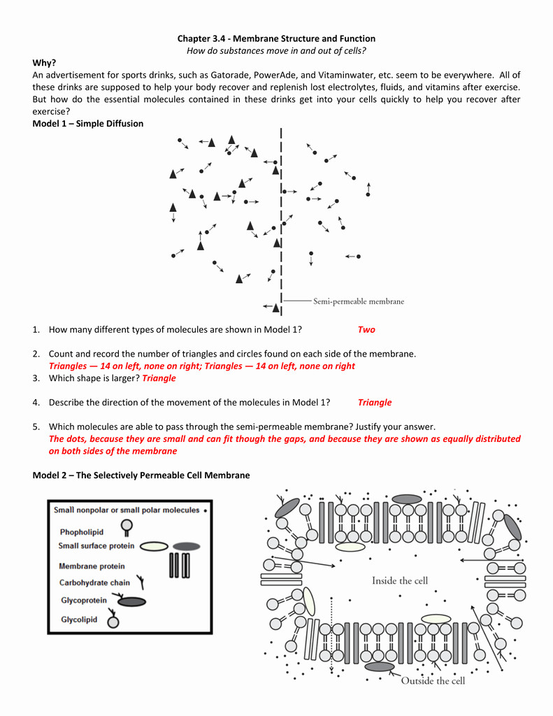 Membrane Structure and Function Worksheet Membrane Structure and Function Worksheet