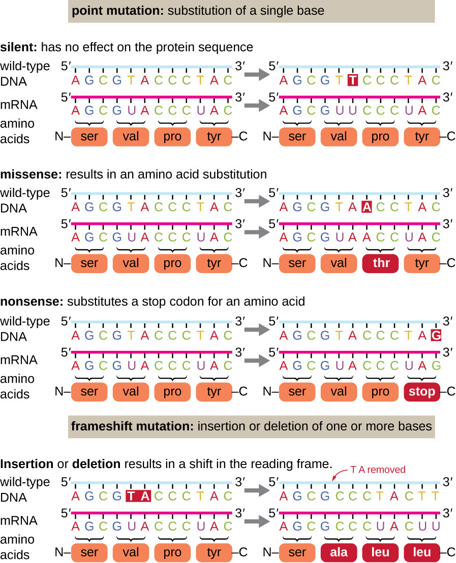 Mutations Worksheet Answer Key 11 5 Mutations Biology Libretexts