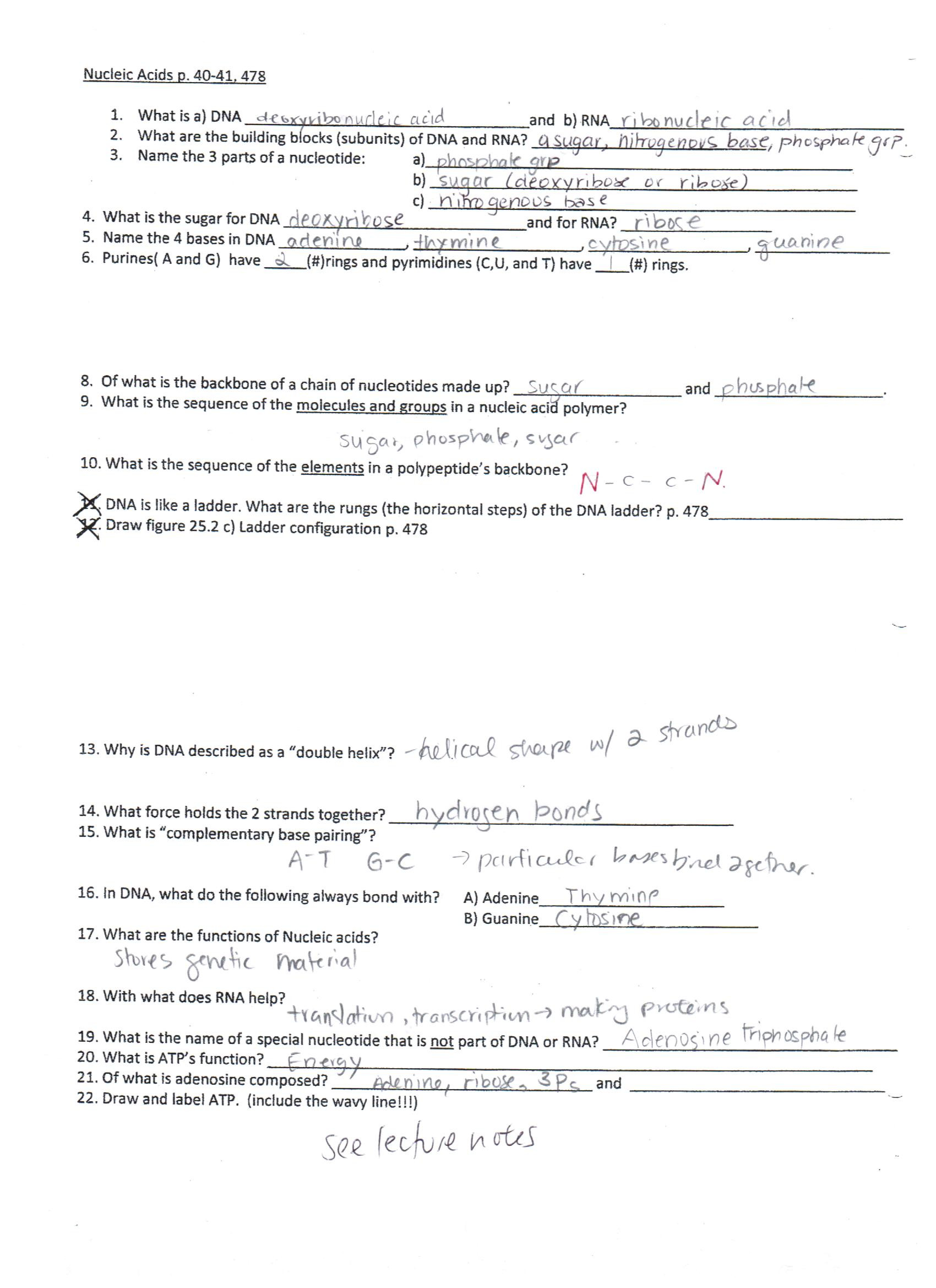 Nucleic Acids Worksheet Answers 34 Nucleic Acid Worksheet Answers Worksheet Resource Plans