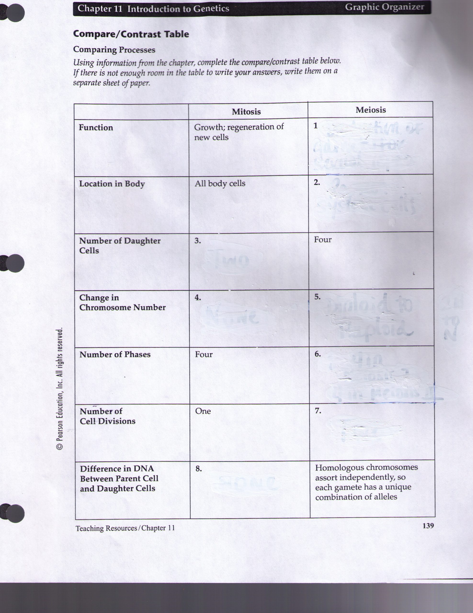 Onion Cell Mitosis Worksheet Answers Adams Amelia Honors and Academic Biology Resources