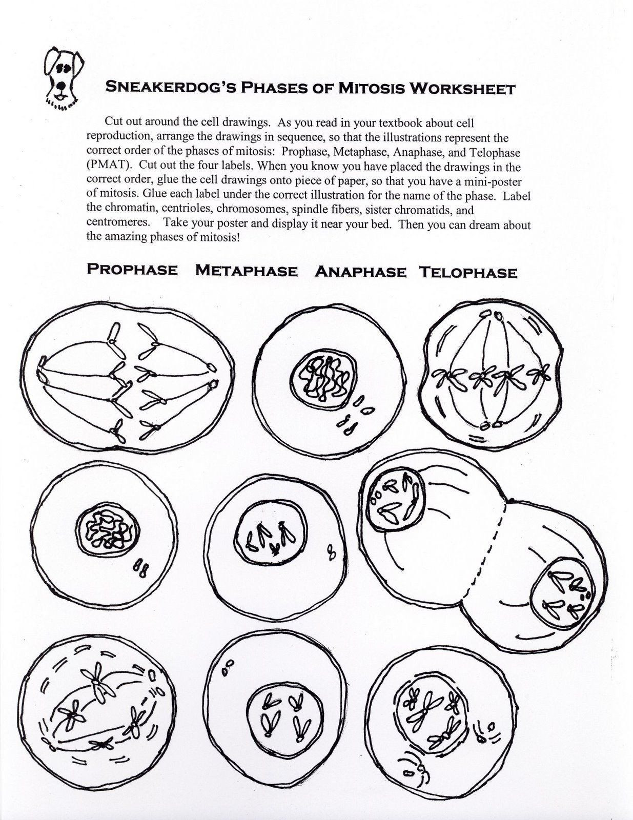 Onion Cell Mitosis Worksheet Answers Ion Cell Mitosis Worksheet Answers Mitosis1 Jpg] In 2020