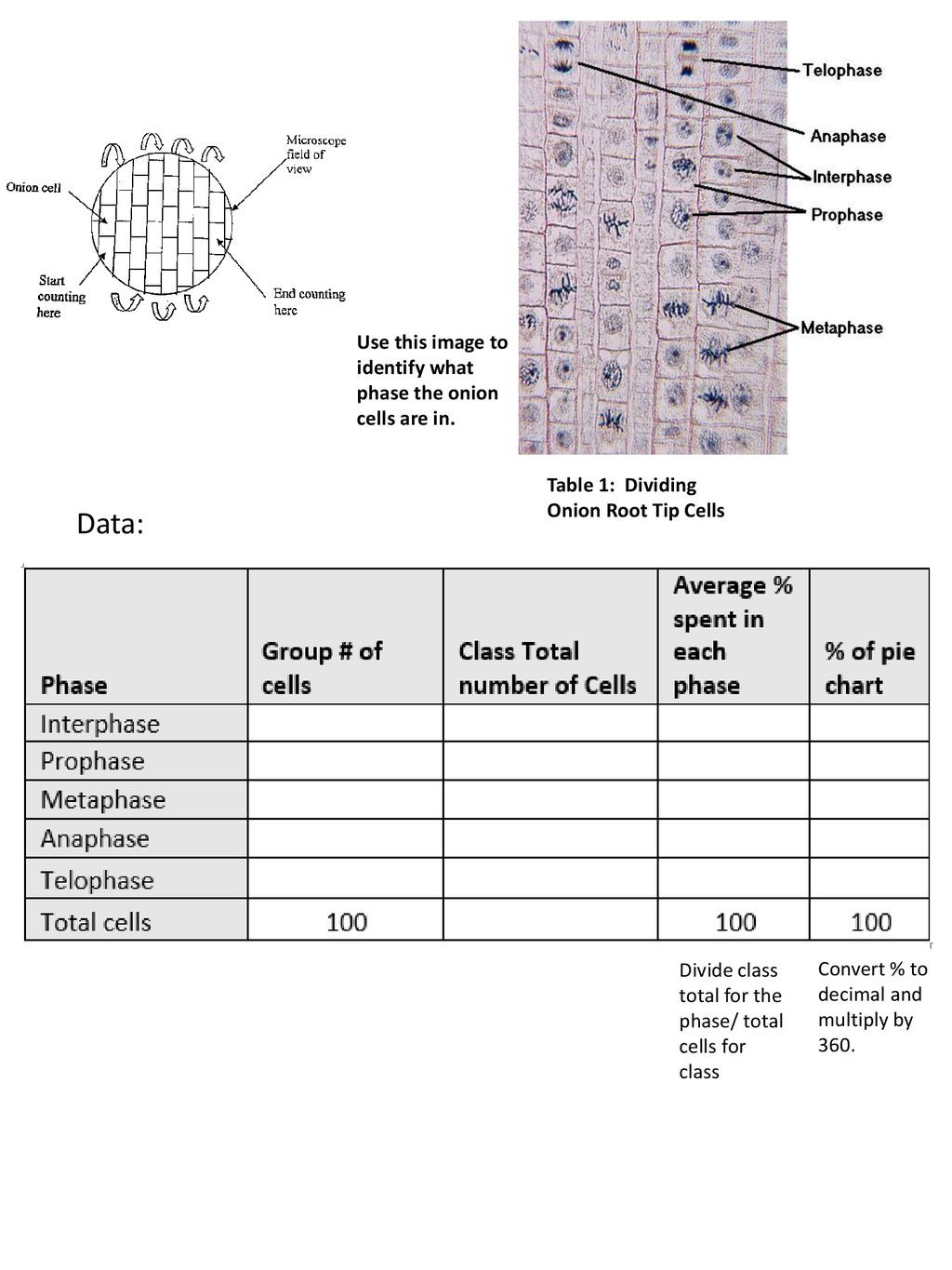 Onion Cell Mitosis Worksheet Answers Mitosis Ion Roots Name Ppt