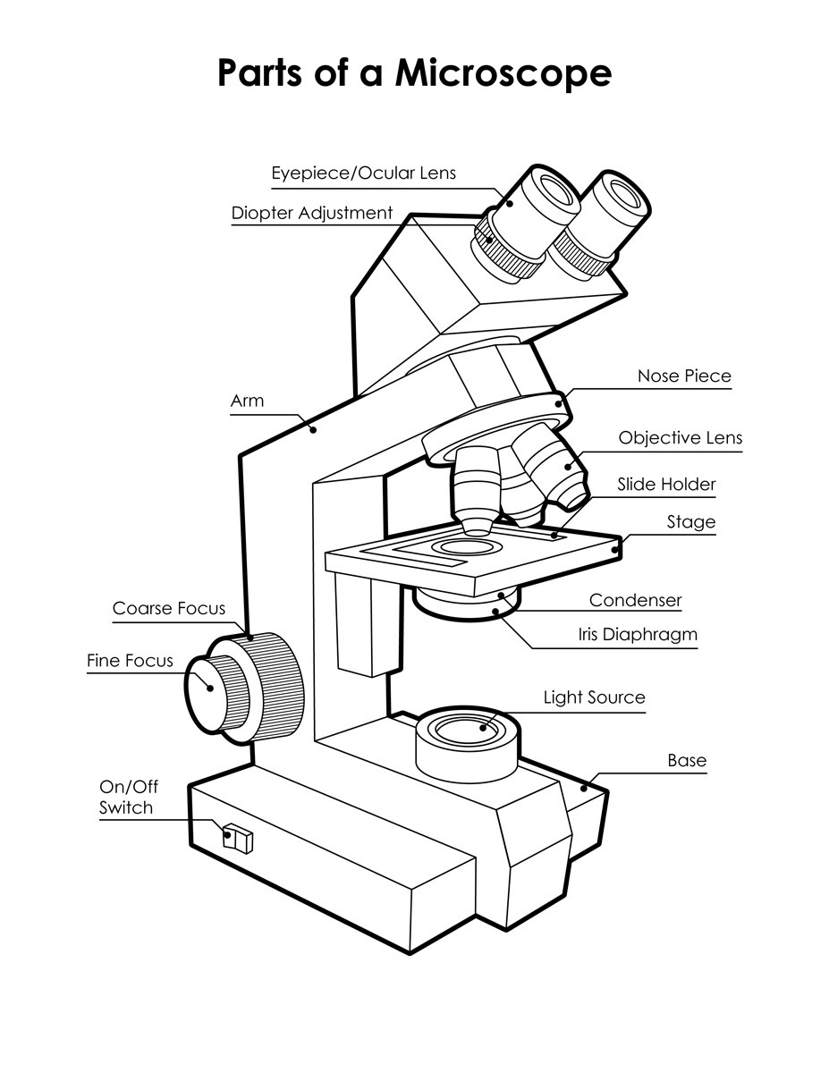 Parts Of A Microscope Worksheet Microscope Diagram Labeled Unlabeled and Blank