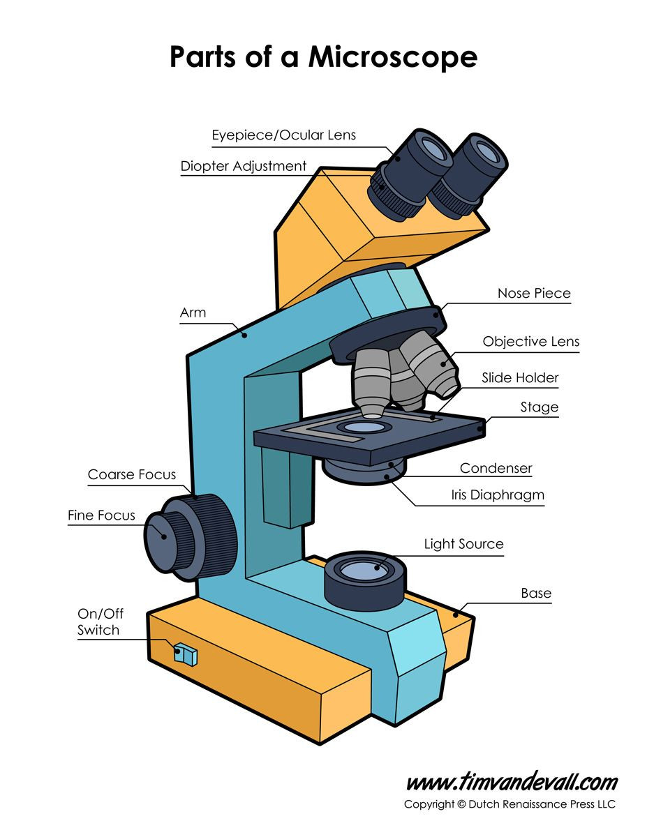 Parts Of A Microscope Worksheet Print A Microscope Diagram Microscope Worksheet or