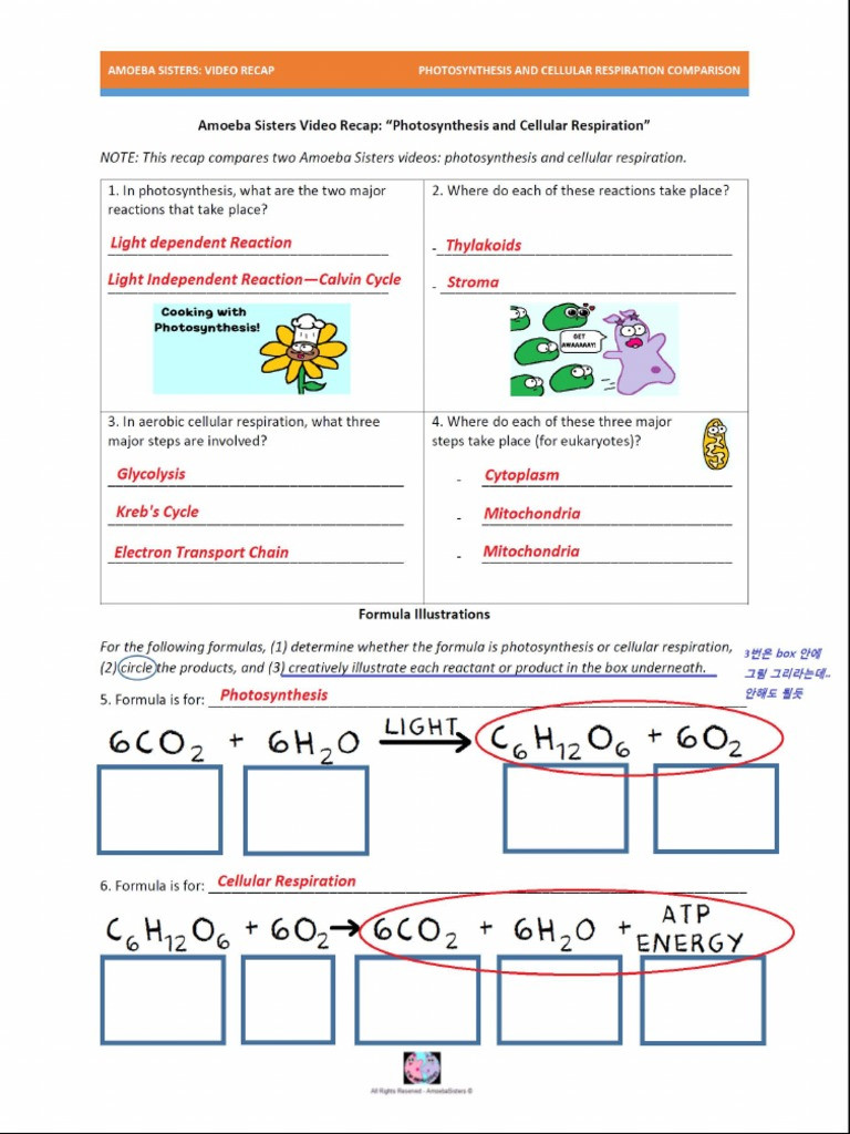 Photosynthesis and Respiration Worksheet Answers Synthesis and Cellular Respiration