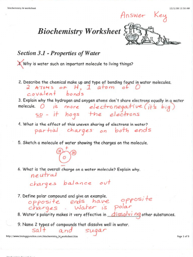 Properties Of Water Worksheet Biology Key Biochemistry Worksheet Cp