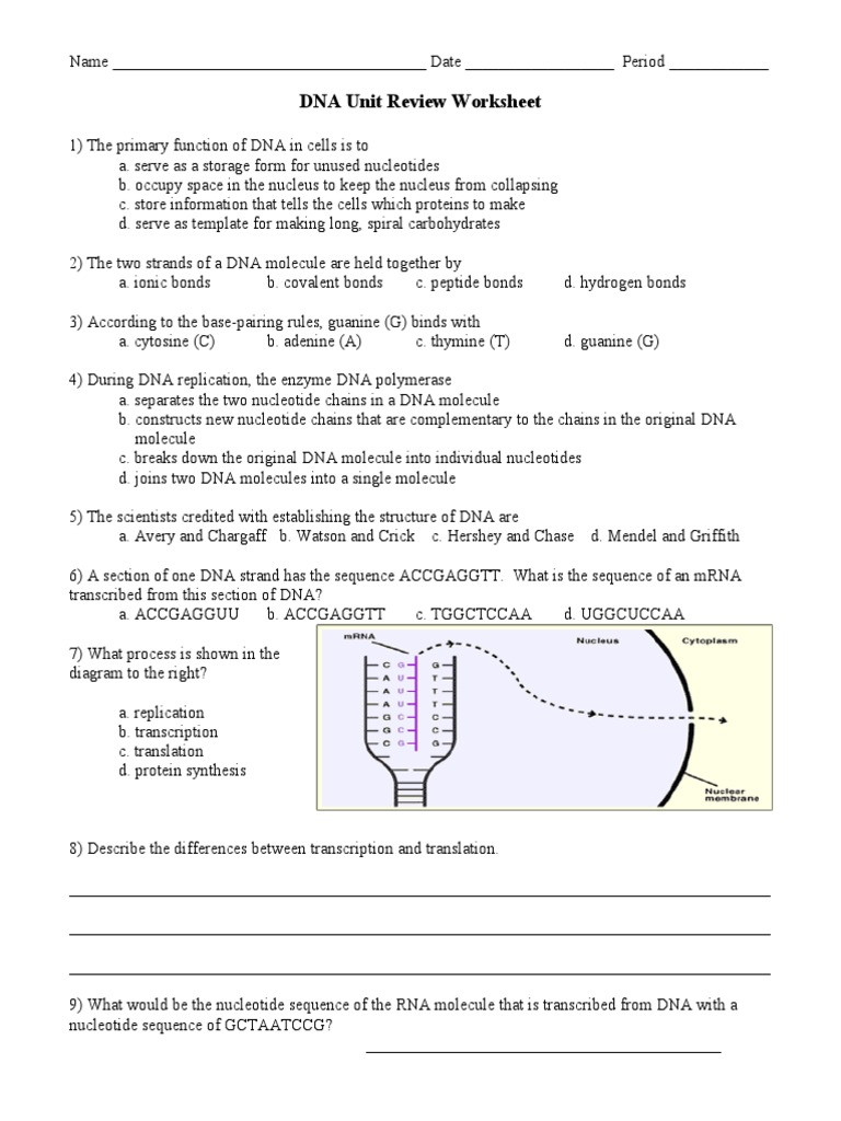 Protein Synthesis Review Worksheet Dna Unit Review Worksheet Dna