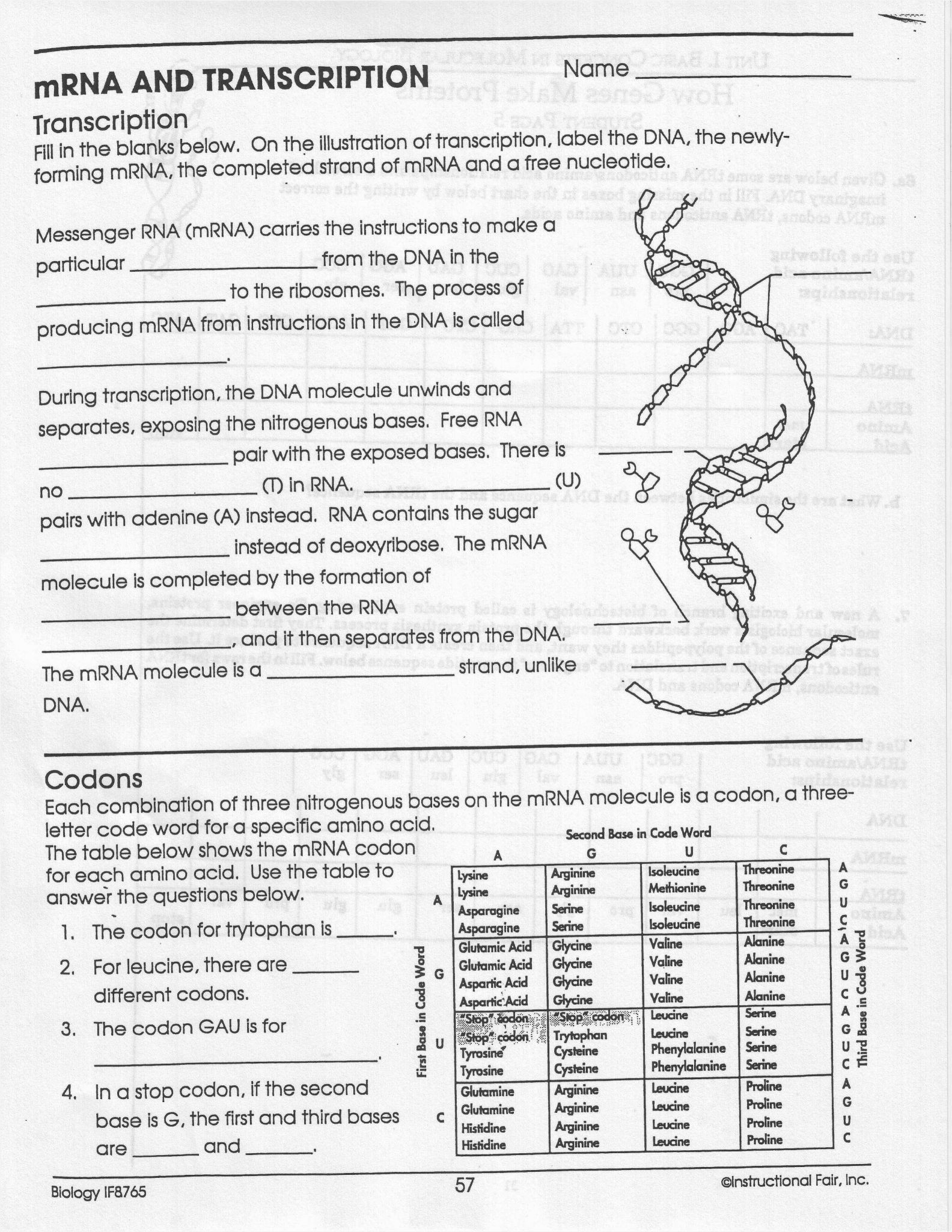 Protein Synthesis Review Worksheet Mrna and Transcription Worksheet Answers In 2020