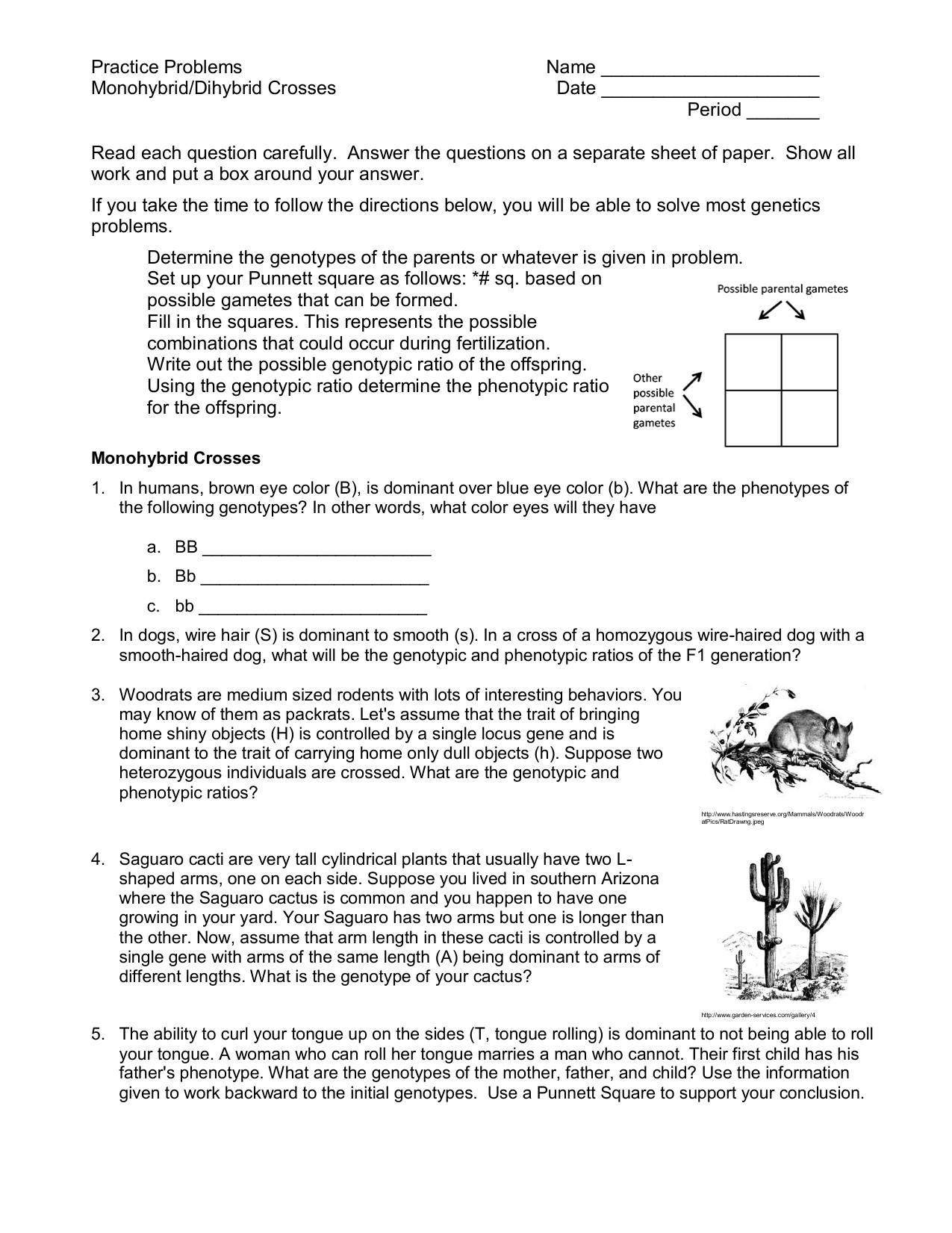 Punnett Square Practice Problems Worksheet Fun Monohybrid Cross Worksheet