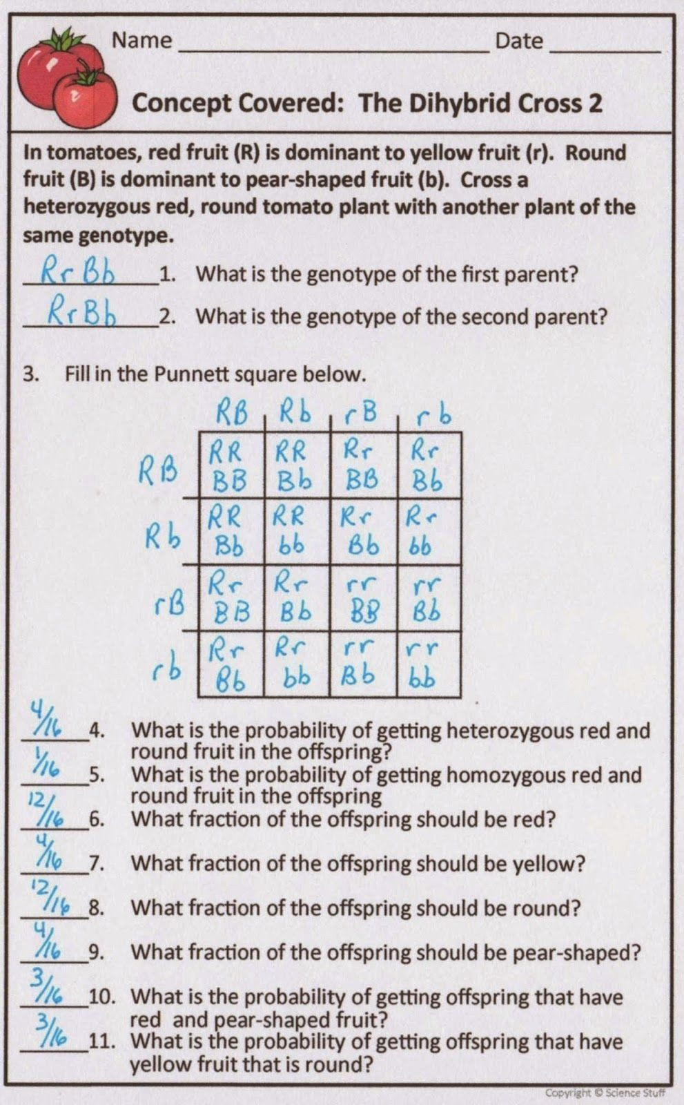 Punnett Square Practice Problems Worksheet Punnett Square Practice Problems Worksheet Genetics Problems