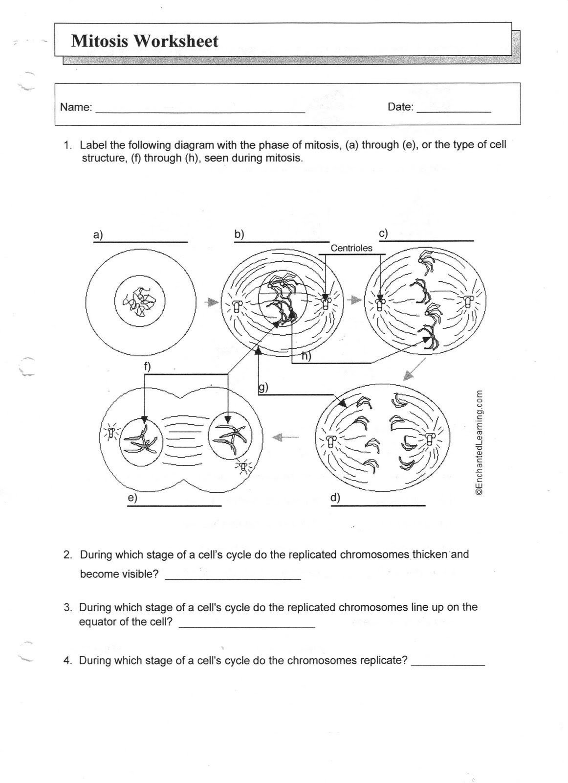 The Cell Cycle Worksheet 20 Cell Cycle and Mitosis Worksheet