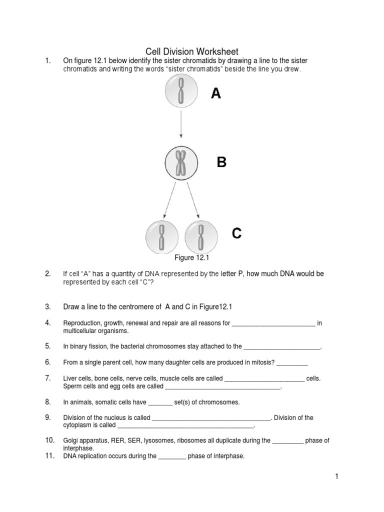 The Cell Cycle Worksheet Cell Division Worksheet Pdf Mitosis