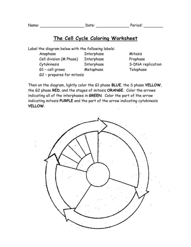 The Cell Cycle Worksheet the Cell Cycle Coloring Worksheet In 2020