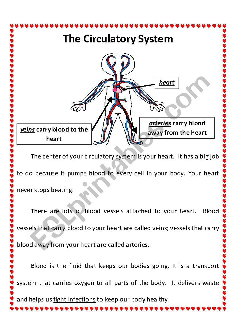 The Circulatory System Worksheet Circulatory System 2nd Grade Esl Worksheet by Jessraber
