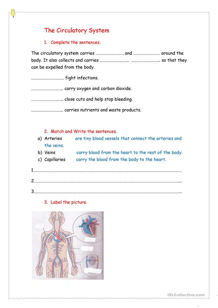 The Circulatory System Worksheet Circulatory System English Esl Worksheets for Distance