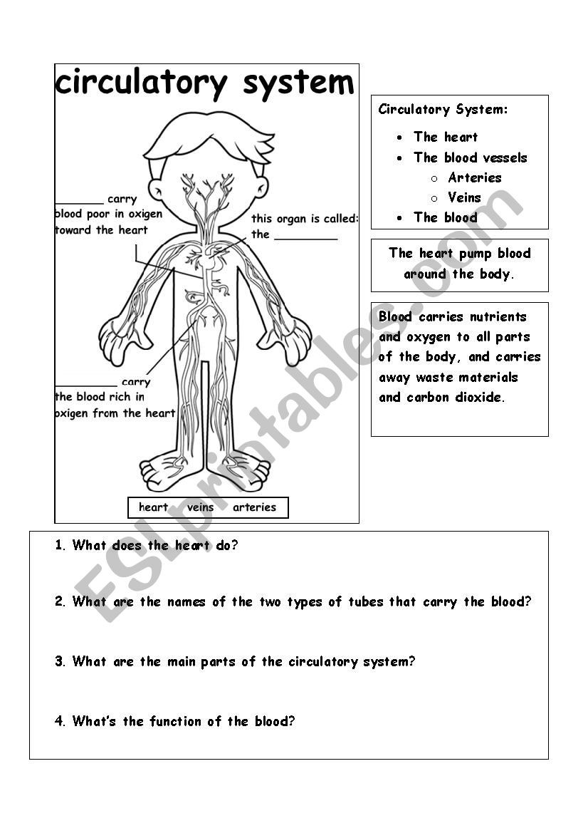 The Circulatory System Worksheet Circulatory System Esl Worksheet by Teacher Claudia M