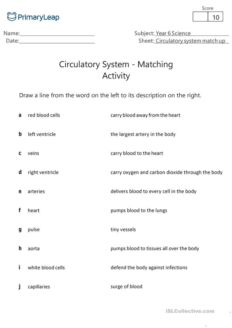 The Circulatory System Worksheet Circulatory System Match Up English Esl Worksheets for