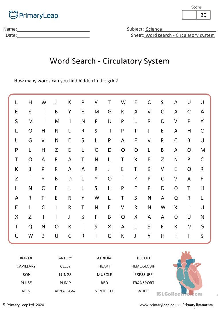 The Circulatory System Worksheet Circulatory System Word Search Activity English Esl