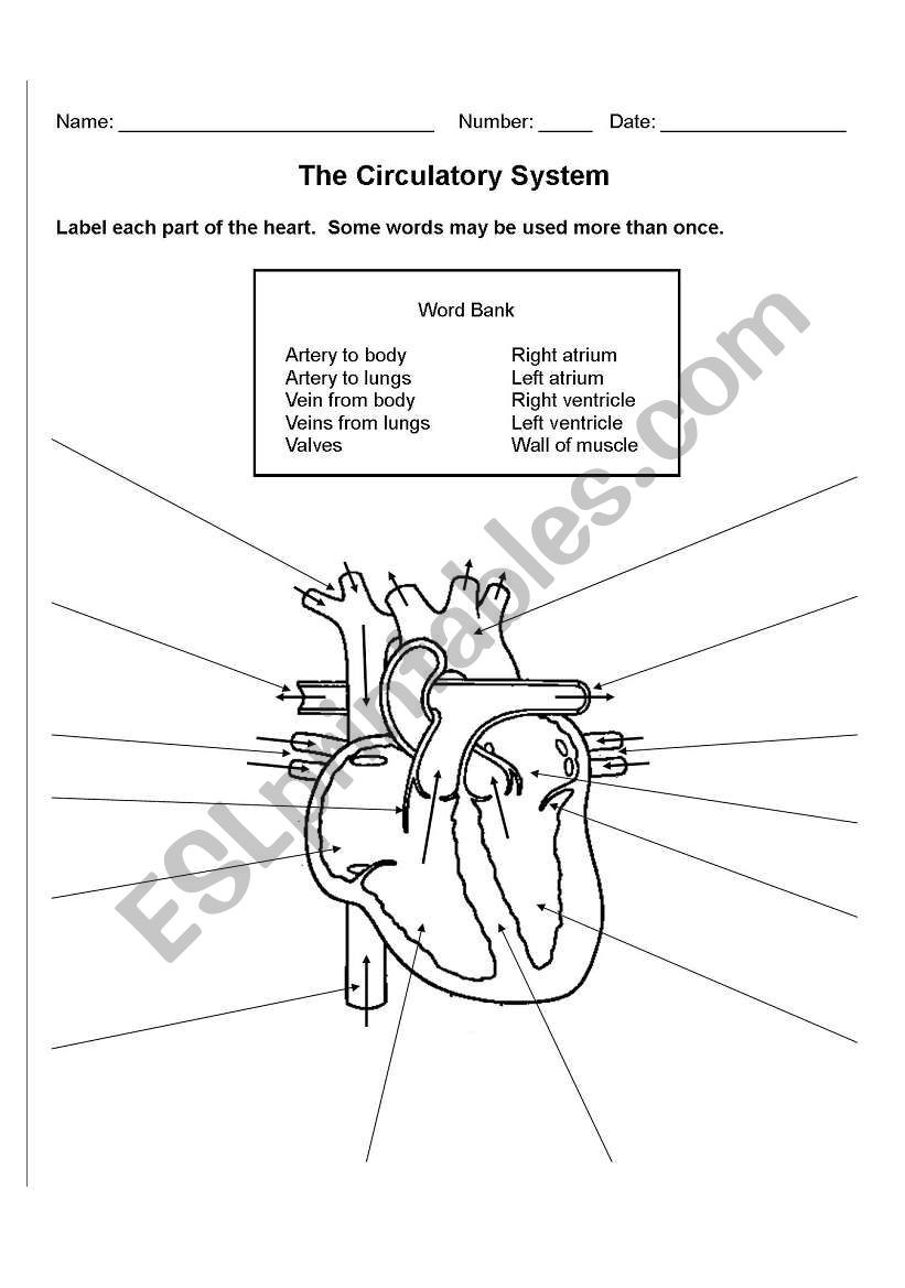 The Circulatory System Worksheet the Circulatory System Esl Worksheet by Zeromeus