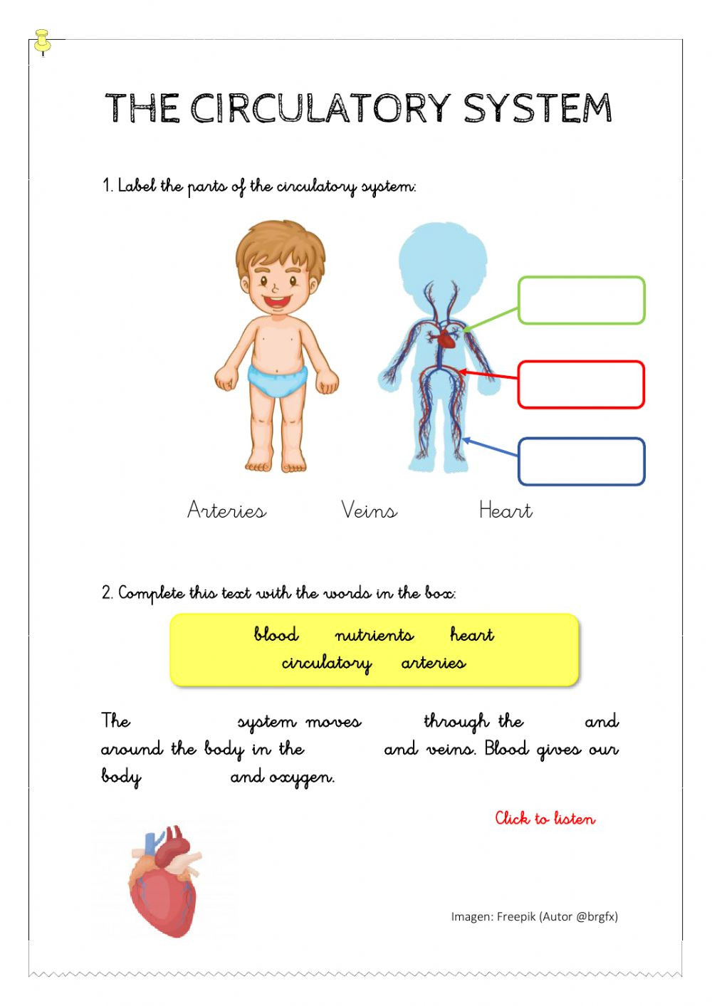 The Circulatory System Worksheet the Circulatory System Interactive Worksheet