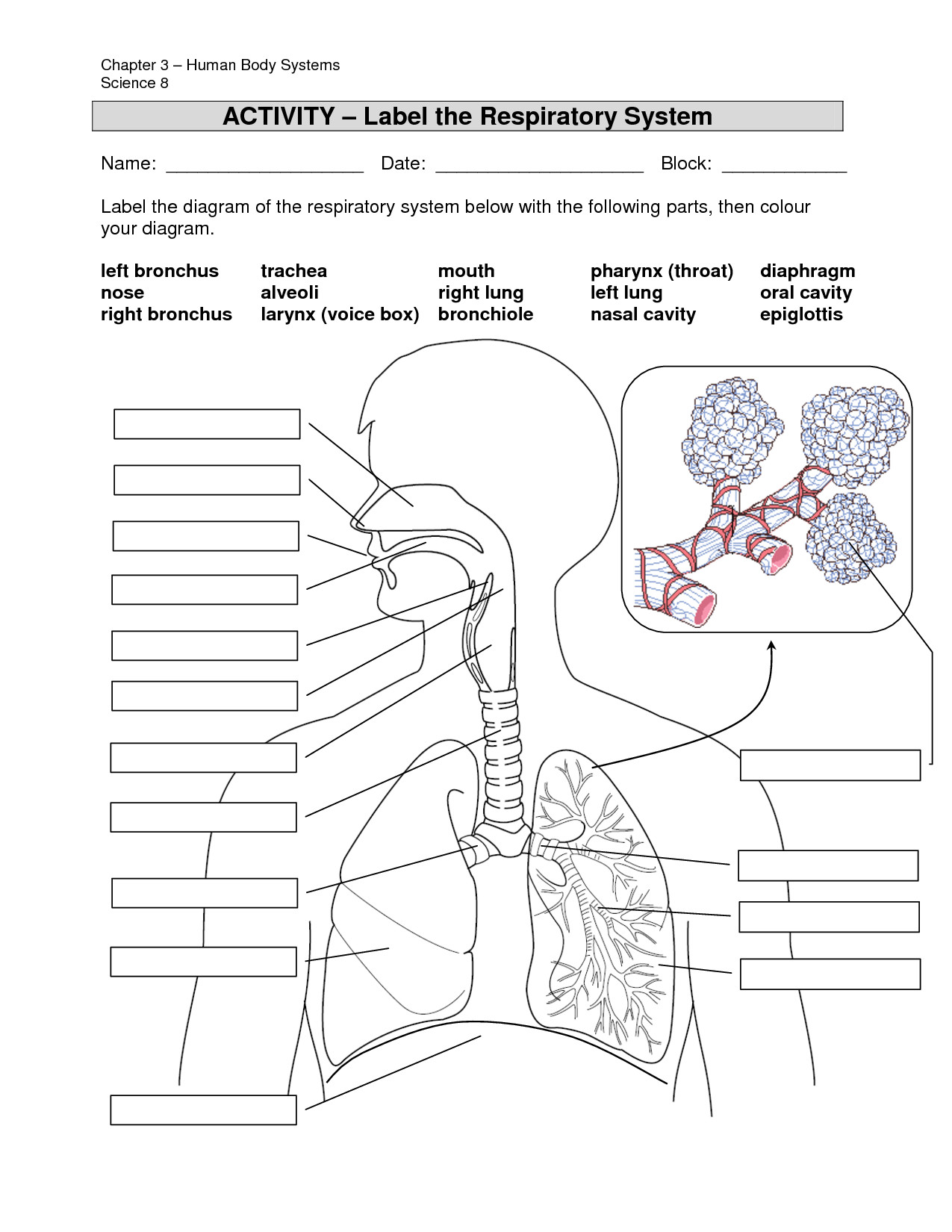 The Respiratory System Worksheet Awesome the Respiratory System Worksheet