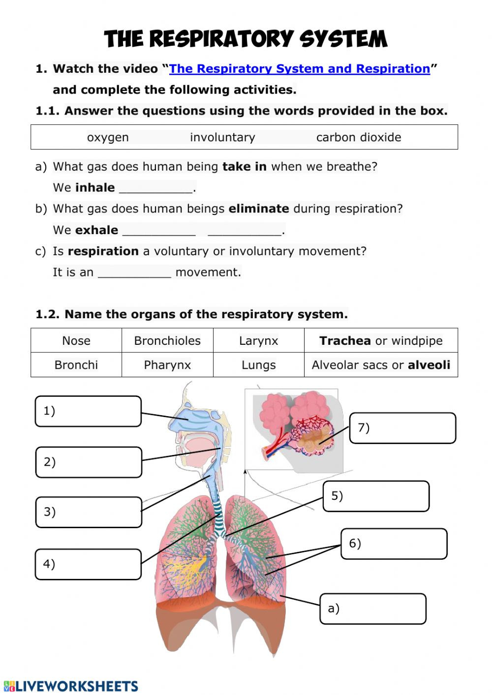 The Respiratory System Worksheet Nutrition 3 Respiratory System Interactive Worksheet
