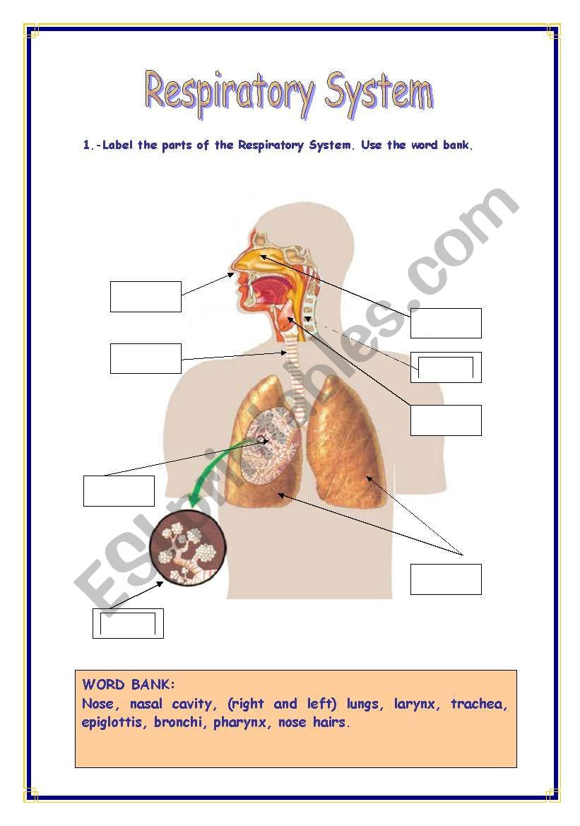 The Respiratory System Worksheet Respiratory System Esl Worksheet by Refuerzo