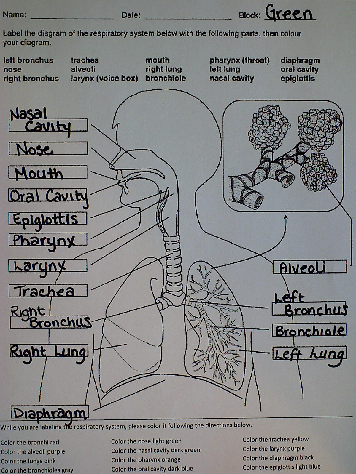 The Respiratory System Worksheet Respiratory System Ms Palmer S Science Class