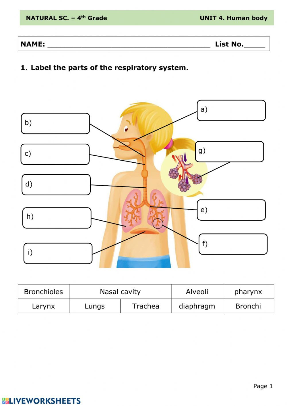 The Respiratory System Worksheet Respiratory System Online Worksheet and Pdf