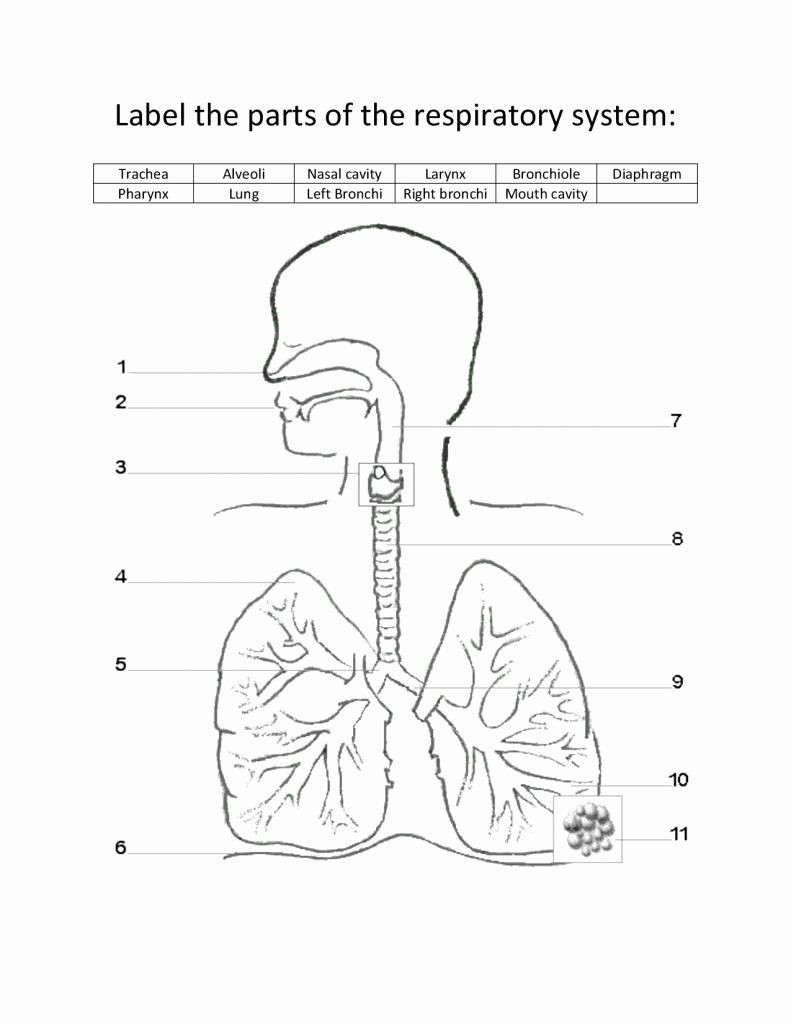 The Respiratory System Worksheet Respiratory System Worksheet Pdf New Labeled Diagram the