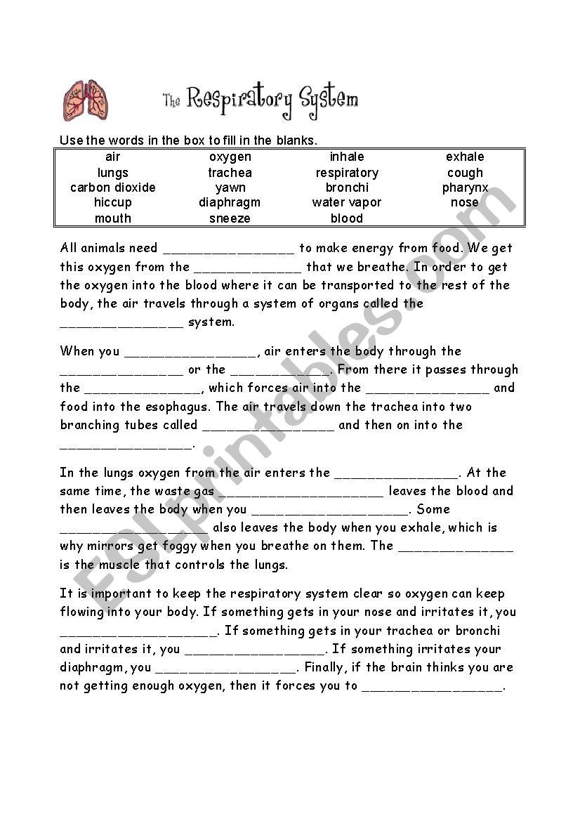 The Respiratory System Worksheet the Respiratory System Esl Worksheet by Revisione