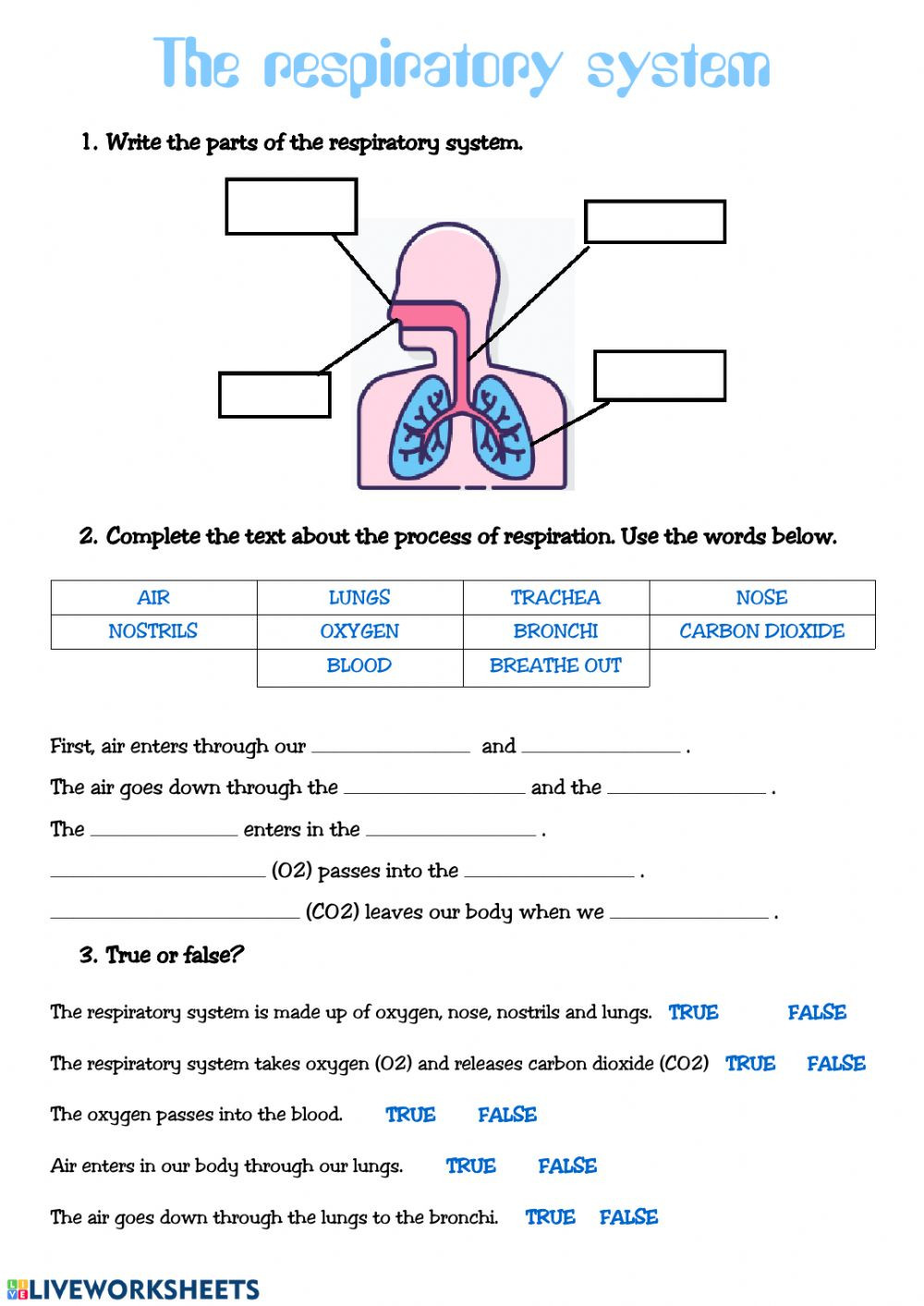The Respiratory System Worksheet the Respiratory System Interactive Worksheet