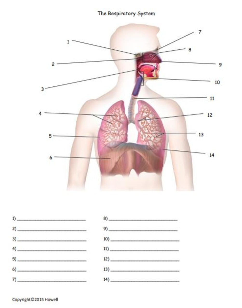 The Respiratory System Worksheet the Respiratory System Quiz or Worksheet