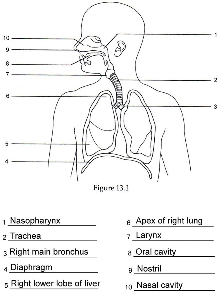 The Respiratory System Worksheet Worksheet the Human Respiratory System Worksheet Answers