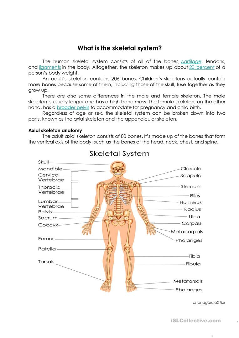 The Skeletal System Worksheet Skeletal System English Esl Worksheets for Distance