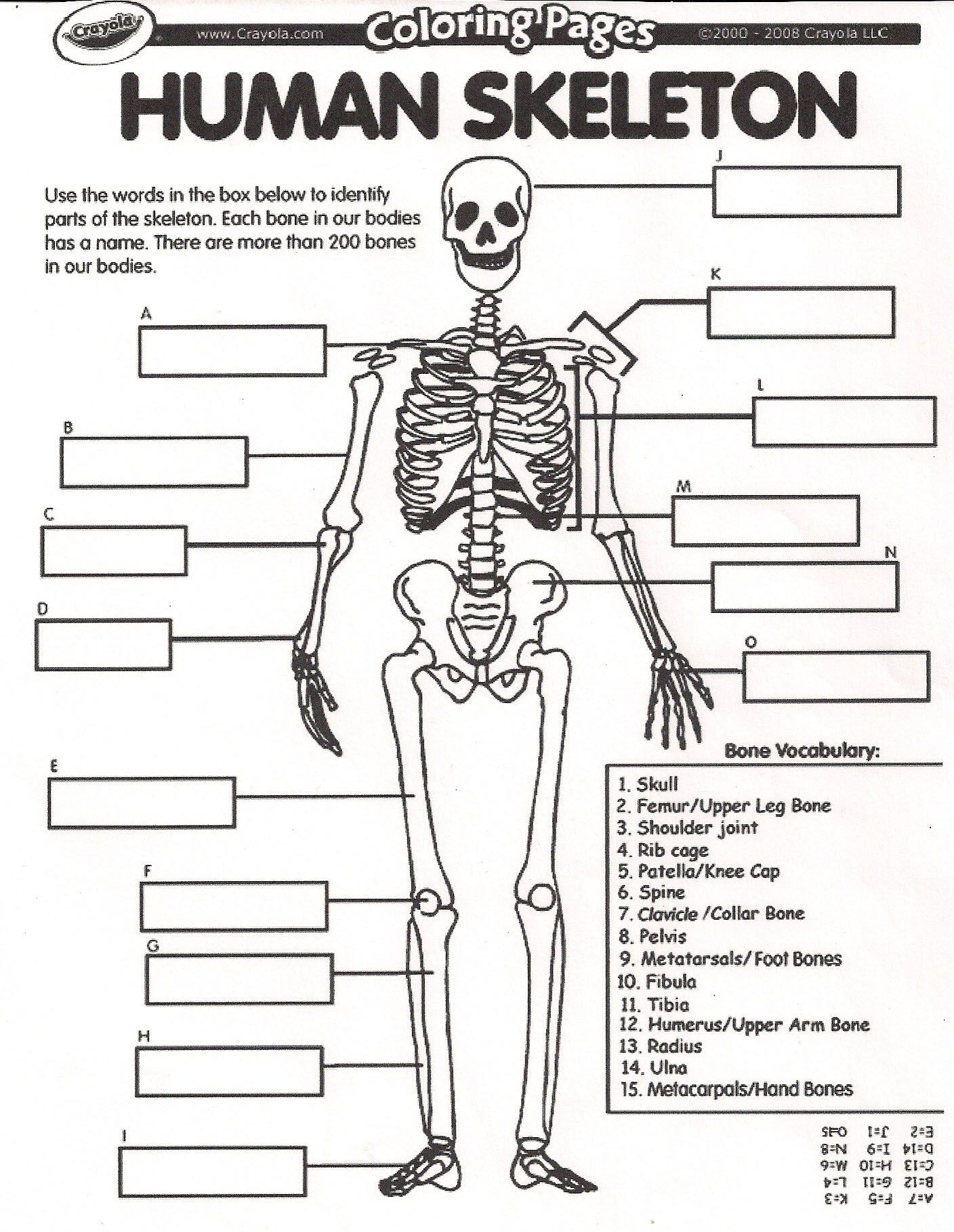 The Skeletal System Worksheet Skeletal System Worksheets for Grade 6