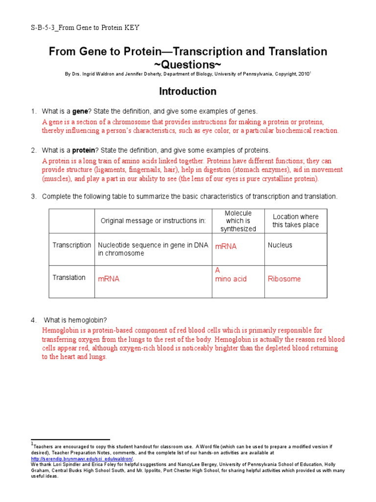 Transcription and Translation Practice Worksheet Transcription and Translation Summary Worksheet Answers