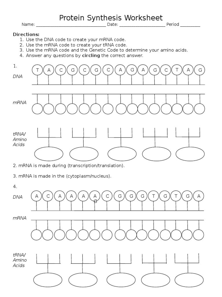 Translation and Transcription Worksheet Visual Protein Synthesis Worksheet