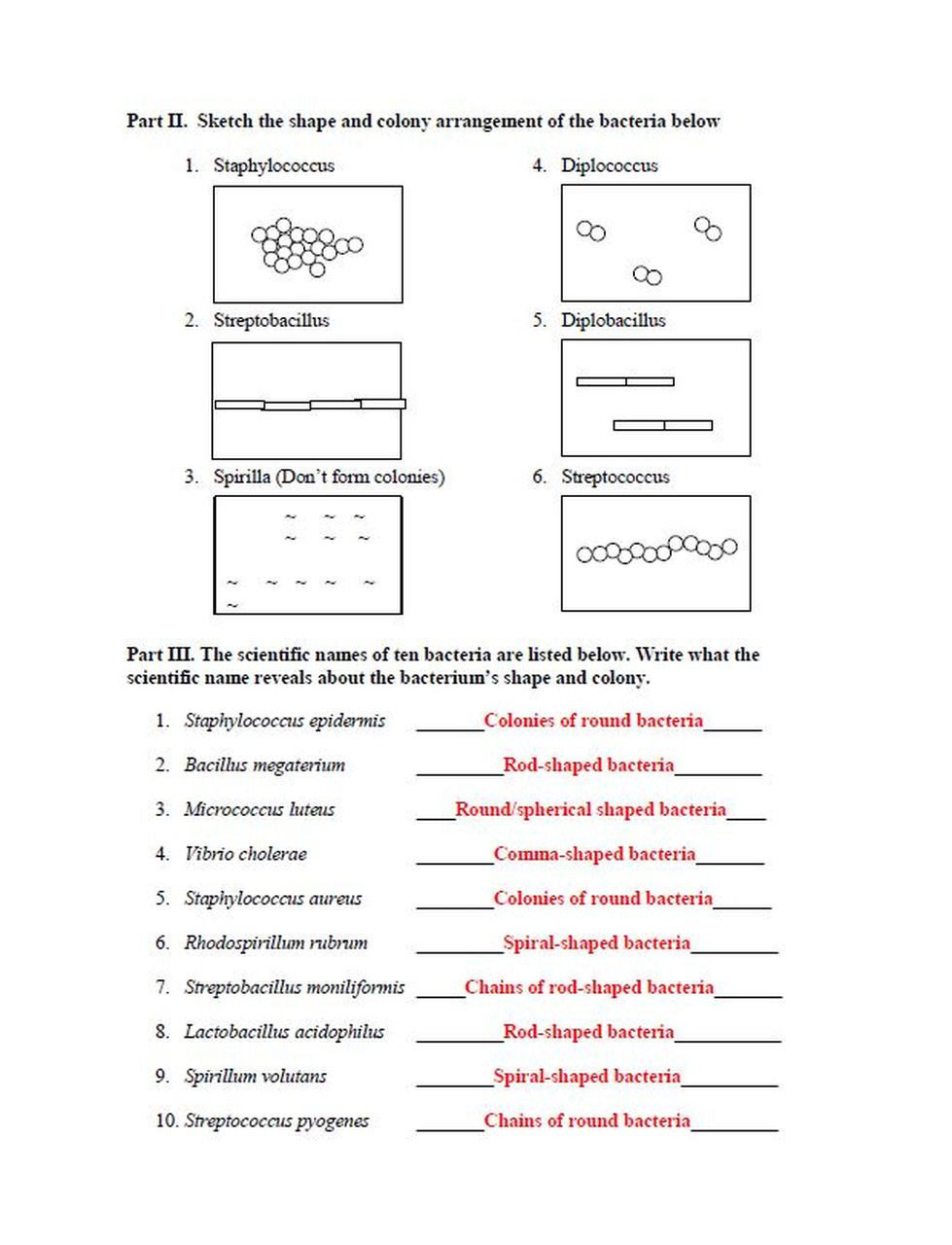 Virus and Bacteria Worksheet Bacterial Shape and Colony Naming and Drawing Worksheet